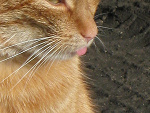 Fotoblog wiki451