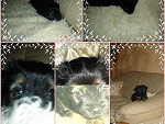 Fotoblog xxxdarkxcookexxx