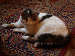 Fotoblog kisielix