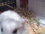 Fotoblog lubis