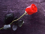 Fotoblog lcz56