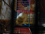 Fotoblog kikochitler