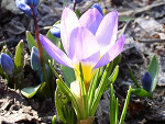 Wiosna