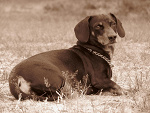 Fotoblog malaplay69