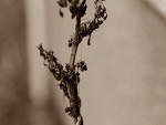 Fotoblog rarr