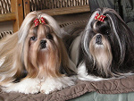 Fotoblog domiaabrwyrda