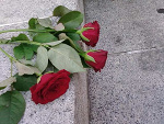 Fotoblog applee