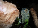 Fotoblog duchwszlafroku