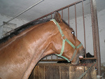 Fotoblog mickey13
