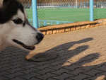 Fotoblog ktosnaczerwonymdywanie
