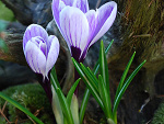 Fotoblog calawtrawie7