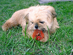 Fotoblog freshpress