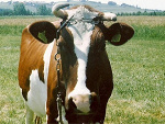 Fotoblog gabbagabba
