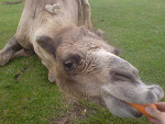 Camel