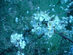 Fotoblog noico2