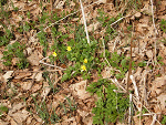 Fotoblog soczystygrejfrut
