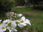 Fotoblog ammz
