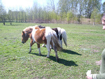 Fotoblog szalonymgalopem