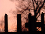 Fotoblog cybulek