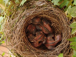 Fotoblog kogamiyata3