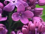 Fotoblog paradise365