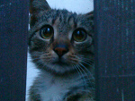 Fotoblog brownsoul