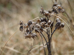 Fotoblog tonagane
