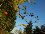 Fotoblog wesolamelodia