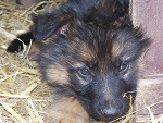 Fotoblog mokroferopotwor