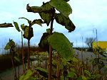 Fotoblog wantslove