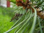 Fotoblog anesip