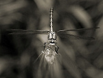 Fotoblog panpropanbutan