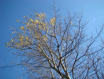 Fotoblog sarphea