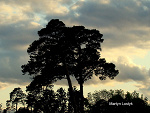 Fotoblog lus1