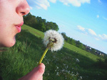 Fotoblog smallfly