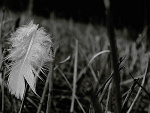 Fotoblog pv90