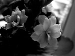 Fotoblog czeekolaada