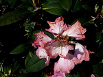 Fotoblog zakrecone0szalone
