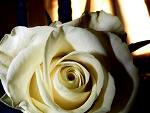 Fotoblog strawberry1556