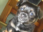 Fotoblog dzinus