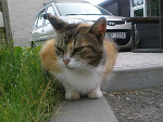 Fotoblog sadakosparrow