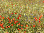 Fotoblog anowi30