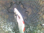 Fotoblog punkfish