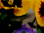 Fotoblog neonowyakcent