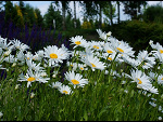Fotoblog mkoijn