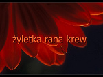 Fotoblog kasia42410