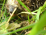 Fotoblog kotkat