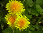 Fotoblog ginewesley
