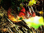 Fotoblog gwiazdkaoo