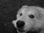 Fotoblog juuustii